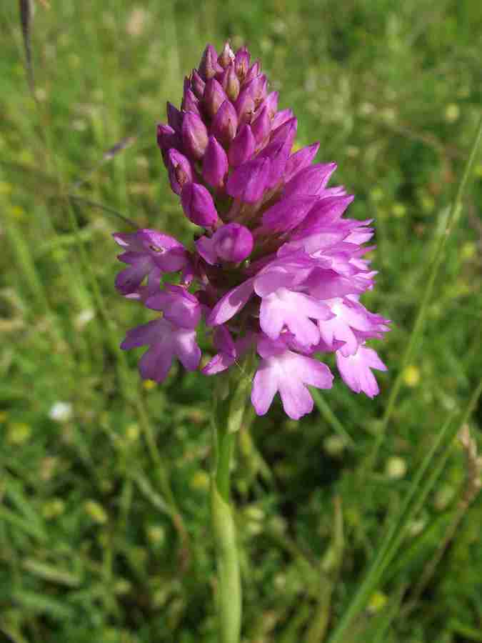 Pyramidal orchid